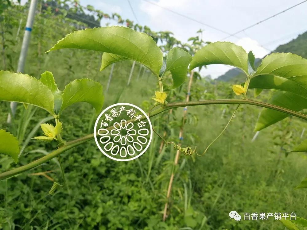 百香果的花芽图图片