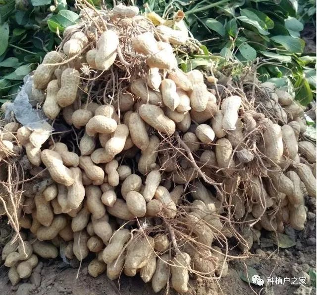 你不能错过的品质花生丰产管理方案