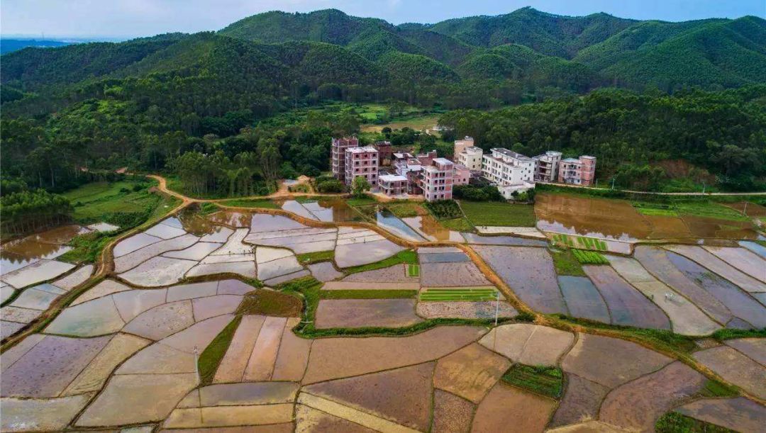 化州,一个被誉为“中国化橘红之乡”的地方!_种植