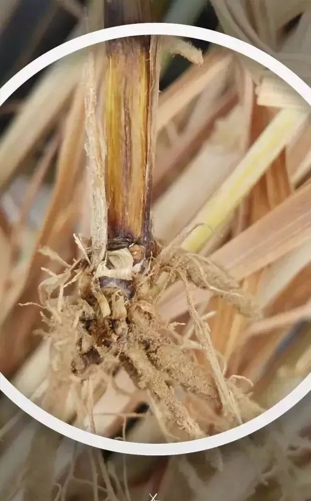 小麦茎基腐病致小麦减产10% - 70%?