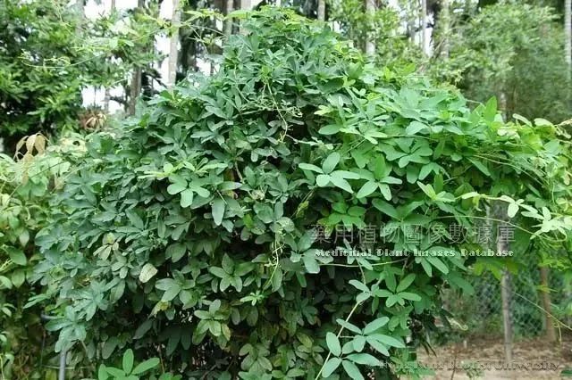 或白木通akebia trifoliata (thunb)koidz var