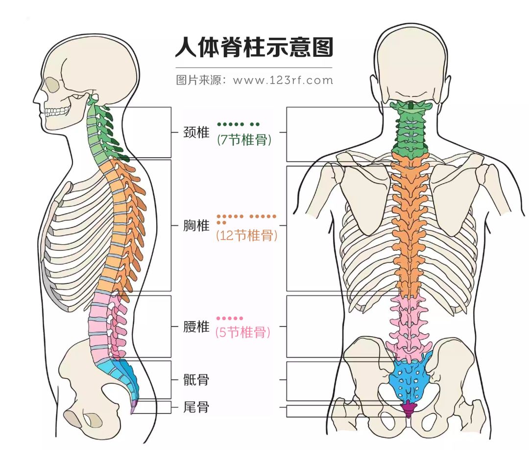 人体椎体位置图图片