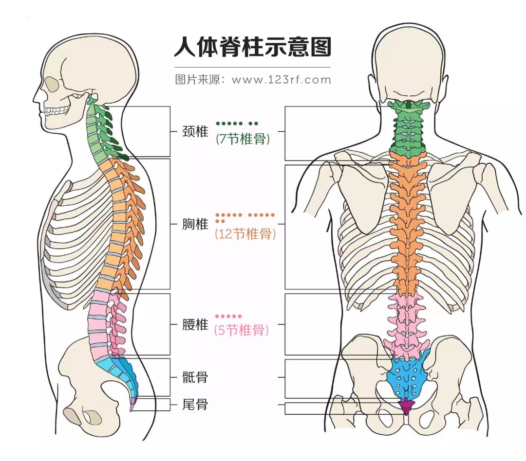 人体腰椎1-5节示意图图片