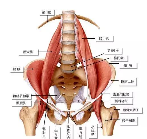 孕妇骨盆痛的位置图片图片