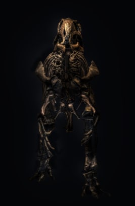 曼特尔龙化石钉状龙,和剑龙很像剑齿虎,一万年前才灭绝的当然啦,老外