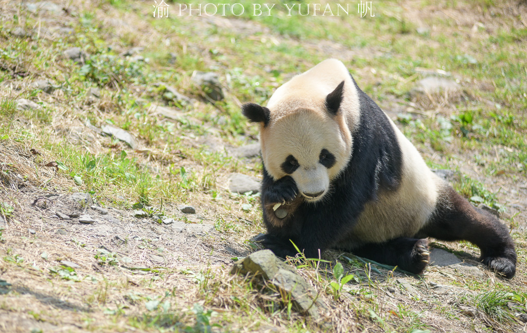 原創大熊貓飼養員獨家揭秘奧運熊貓淘淘的生活趣事聰明淘氣又可愛