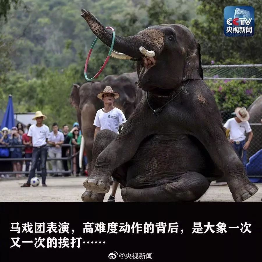 很多人东南亚旅游的朋友会体验骑大象,看大象表演,然而你知道这些看似