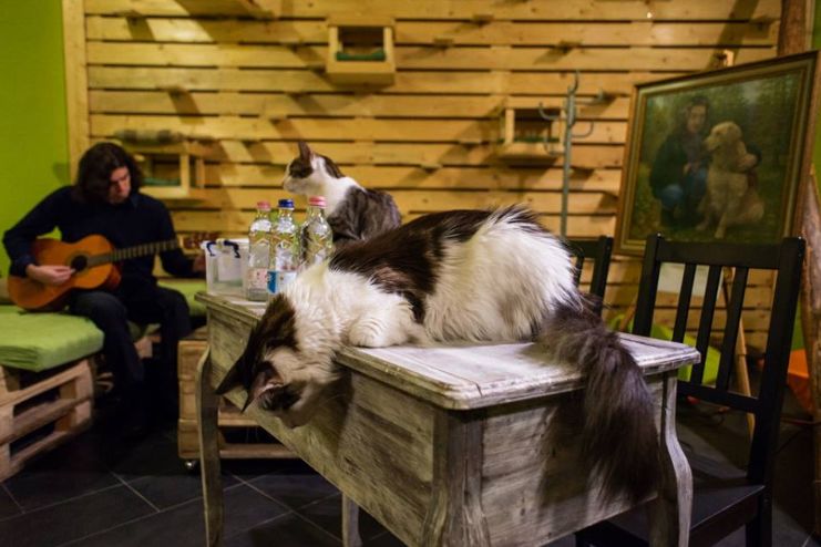 布达佩斯网红动物咖啡屋让小动物们成为你的咖啡伴侣吧