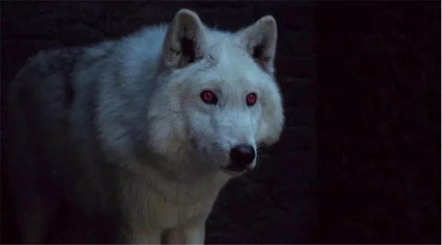 想养只权力的游戏里的冰原狼波隆狂呼请三思