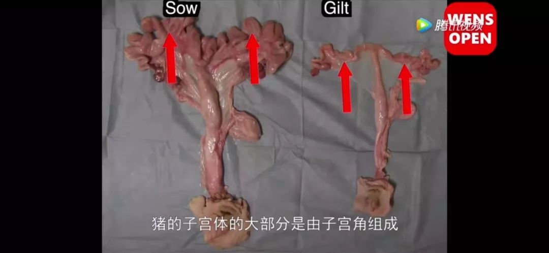 八分钟视频讲透母猪子宫内深部输精技术值得收藏