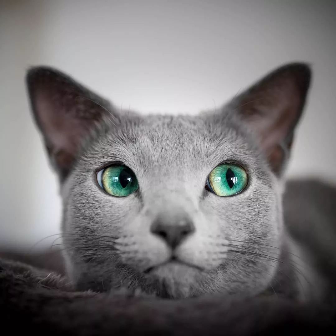 这对眼睛里有翡翠的猫咪看到的人都被美哭了