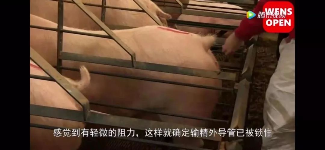 八分钟视频讲透母猪子宫内深部输精技术值得收藏