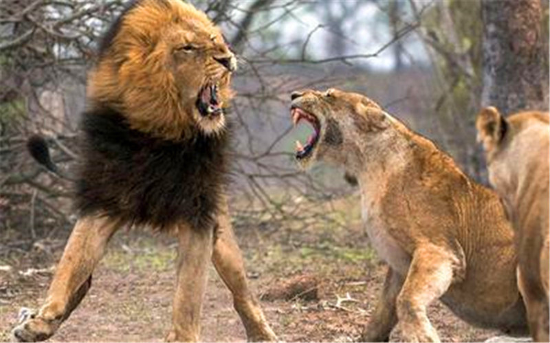 雄狮与母狮争斗,不料雄狮突然离开了,最后才发现遭如此毒手