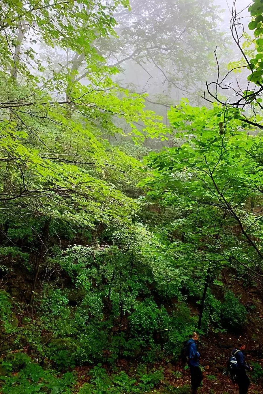 有山有水有瀑布寶坻人放下煩惱來大山森林中放鬆一下吧