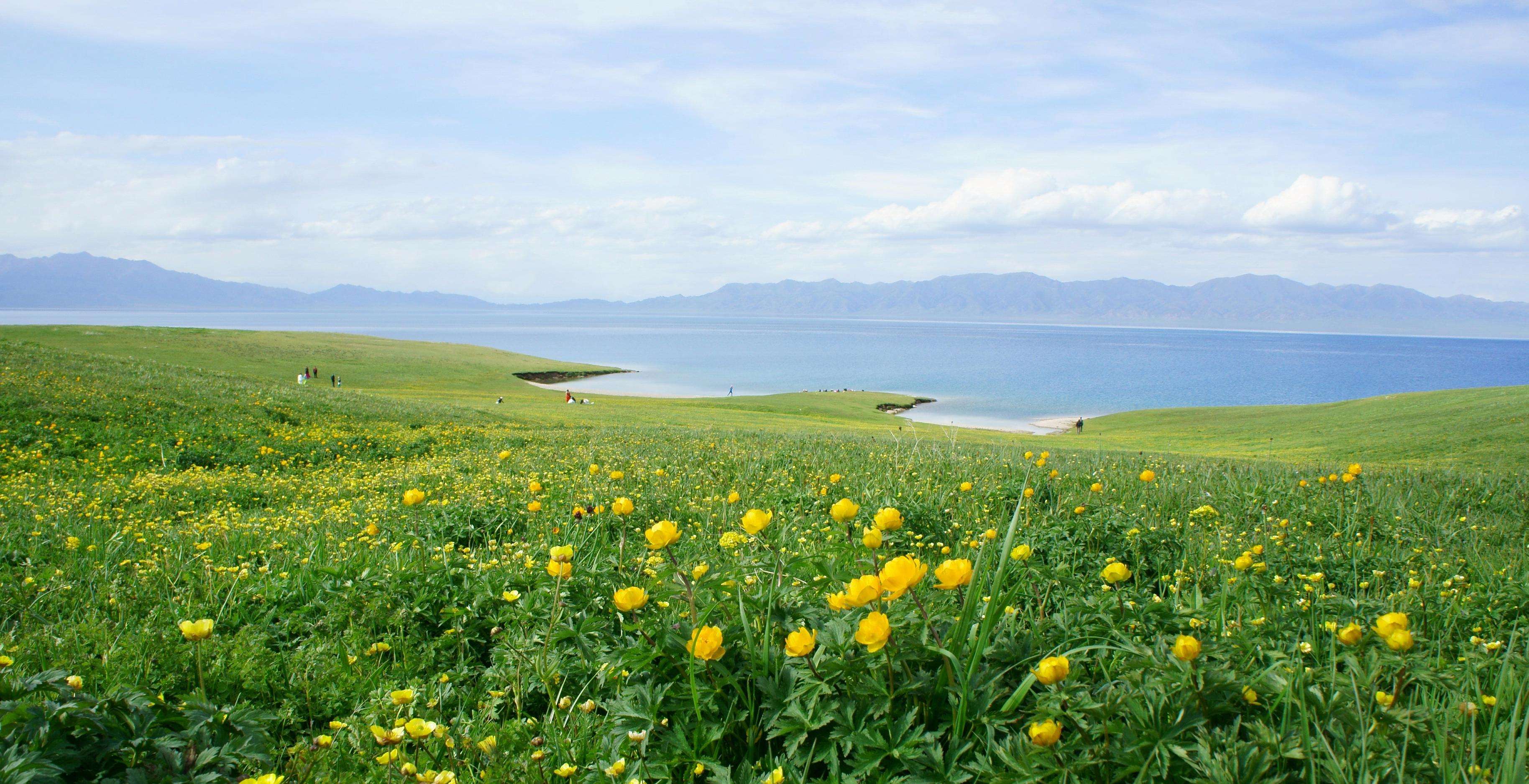 那拉提草原系亚高山草甸植物.