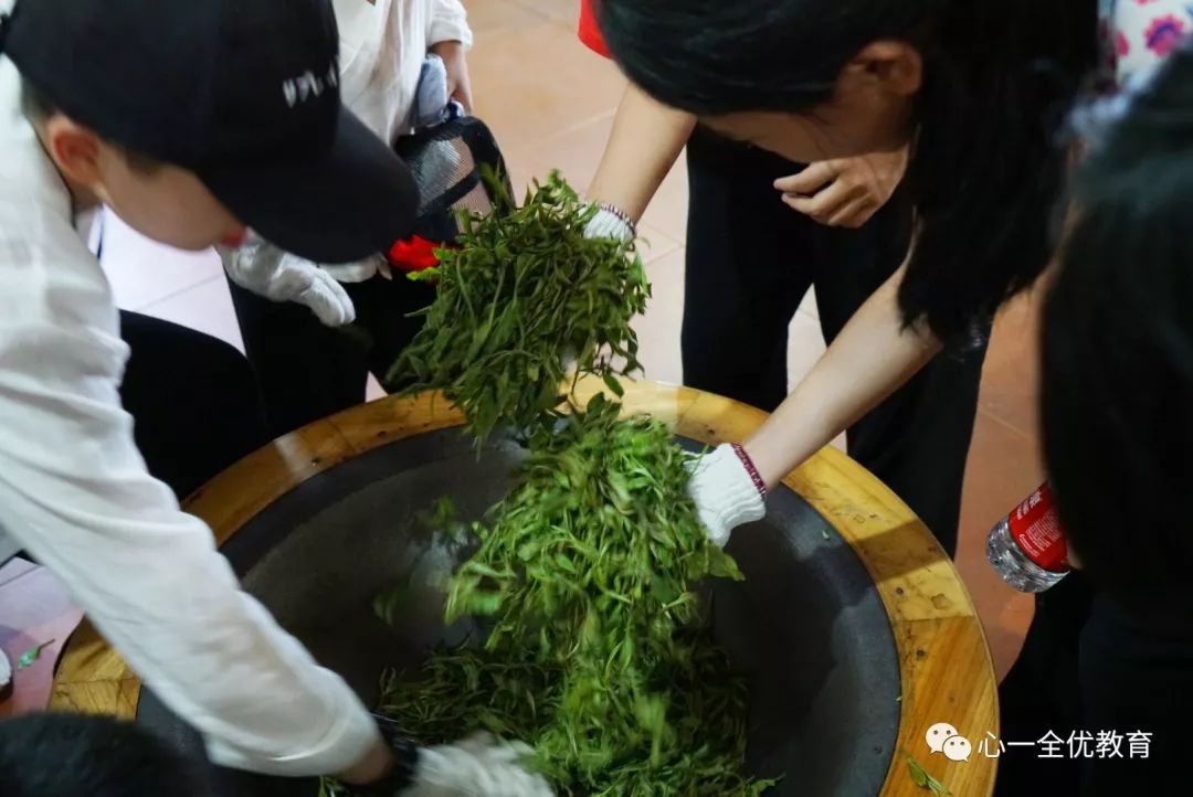 手温和炒锅的温度充分融合,捻揉力度要均匀,才能去掉茶的苦涩,更好地