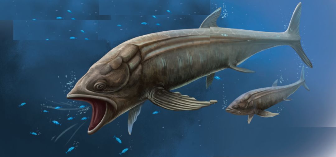 利兹鱼的大尾巴海洋探秘 原文地址请点击阅读原文