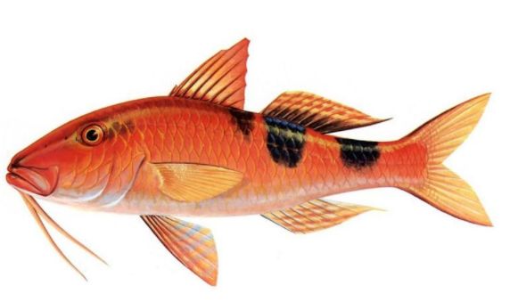 荐读▏名字叫山羊的鱼