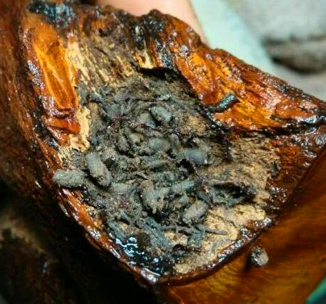 农村老屋找到一堆老鼠屎当地老人称是难得的大补之物