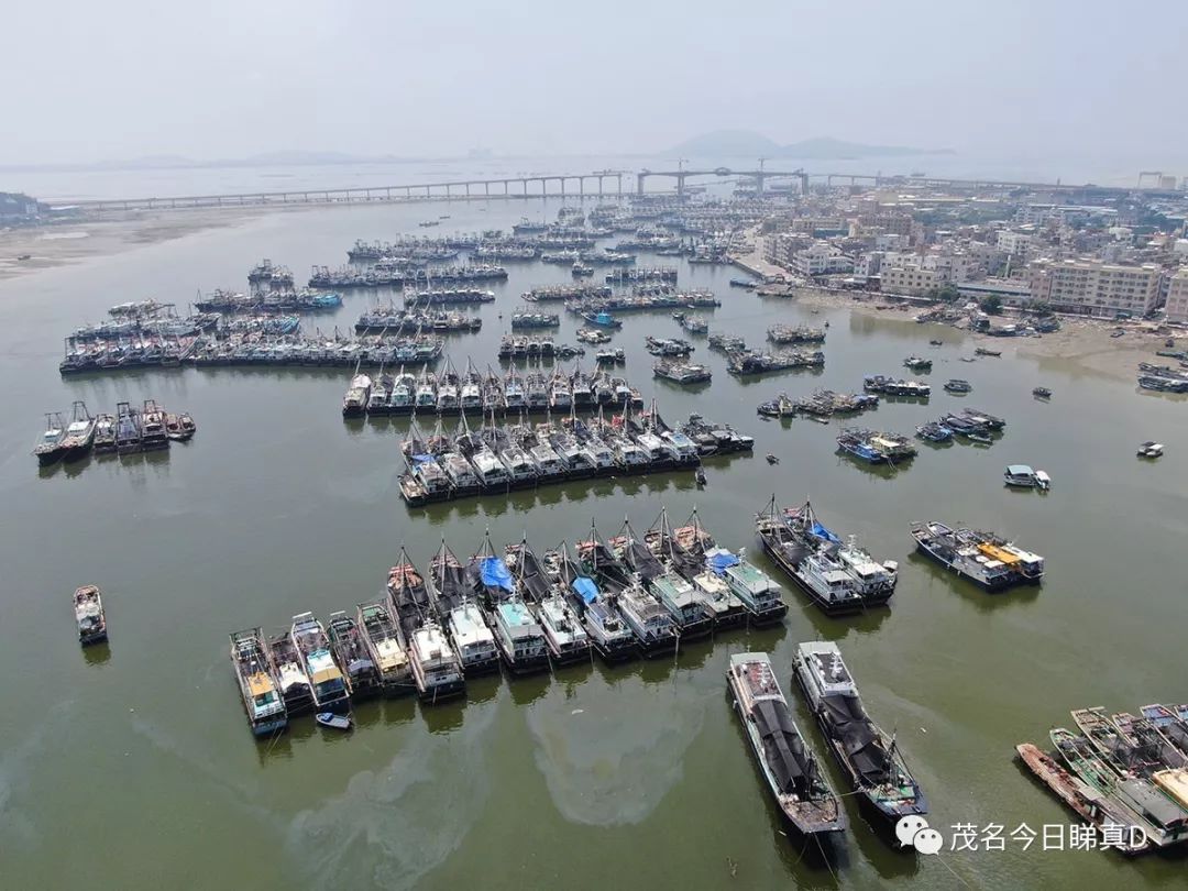 俯瞰博贺湾大桥壮观