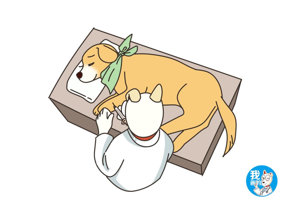 面对宠物的生老病死,铲屎官该如何抉择?