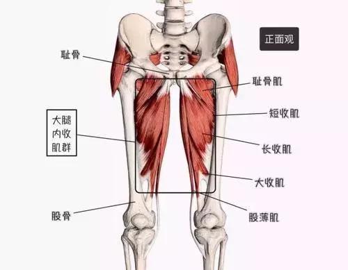 5:内收肌股直肌是大腿前中部较浅的一块肌肉,起至大腿根部外侧,包绕膝