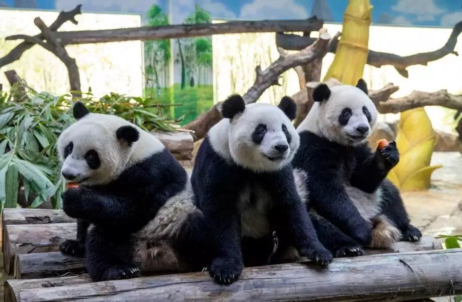 跟科学家到长隆科考,1 n夏令营开始招募啦!_大熊猫