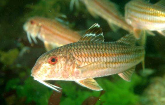 荐读▏名字叫山羊的鱼