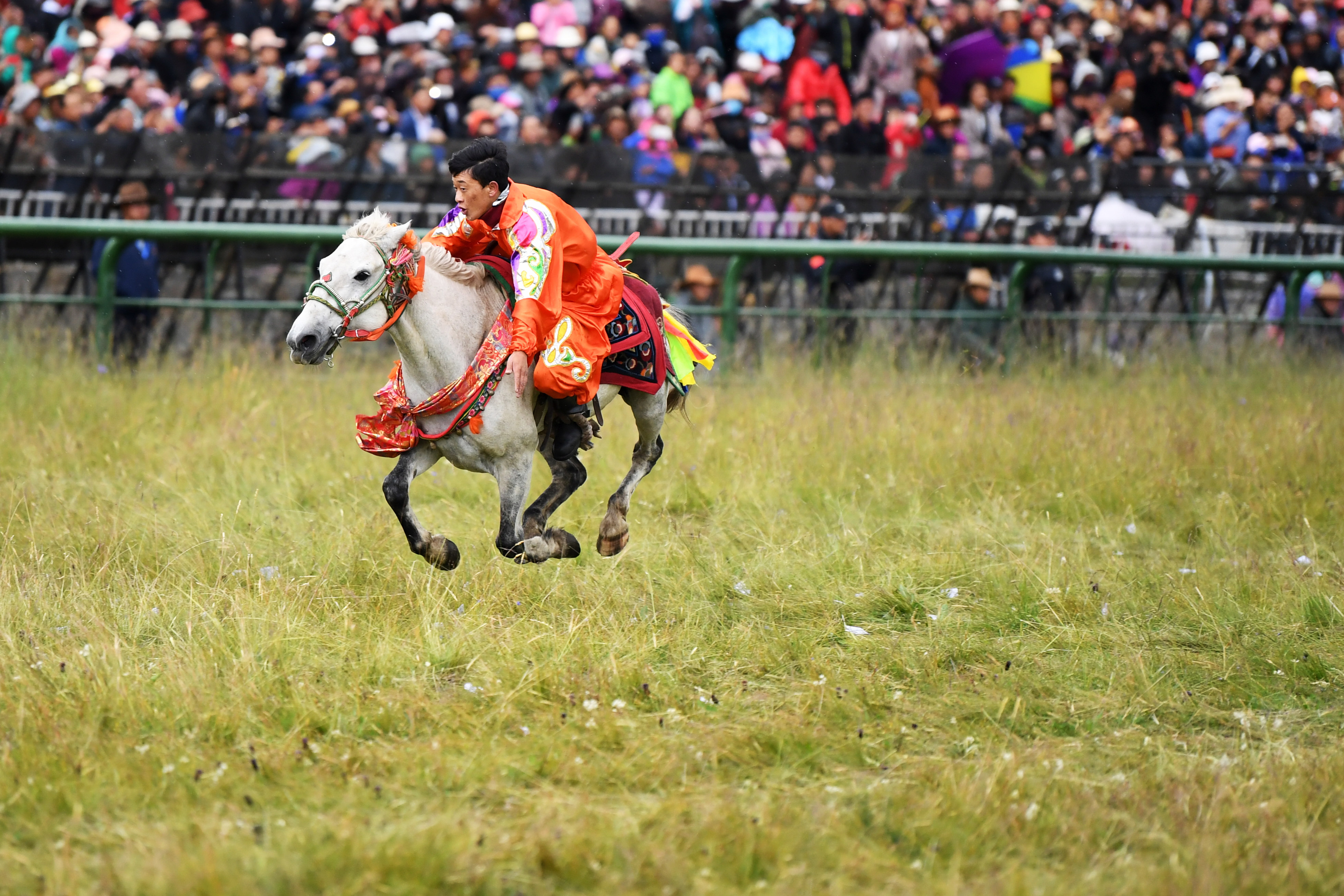 察瓦龙乡赛马节图片