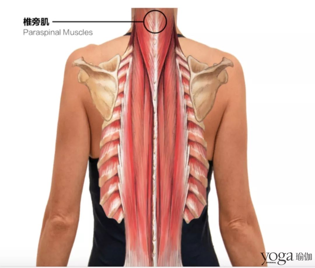 颈椎腰椎不适2个体式保护脊柱健康