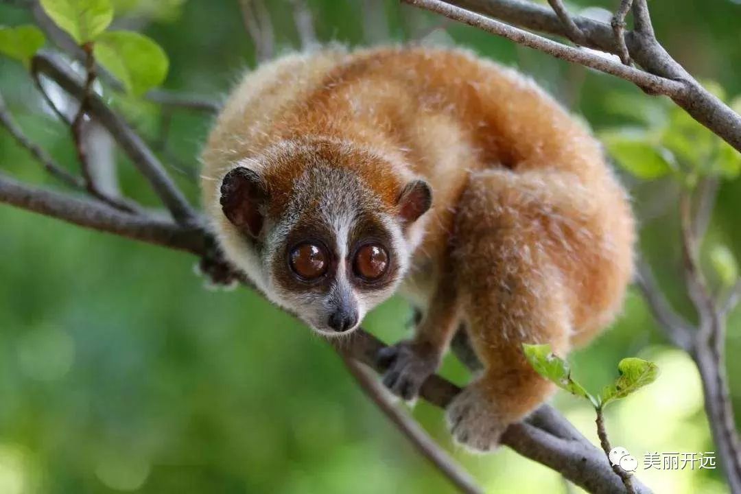 开远来了一位"小客人",还是国家一级保护动物哦~~_蜂猴