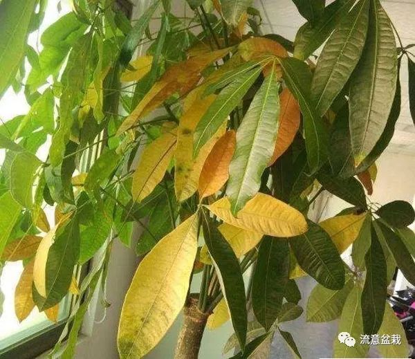 发财树浇了啤酒叶子变黄掉落怎么办