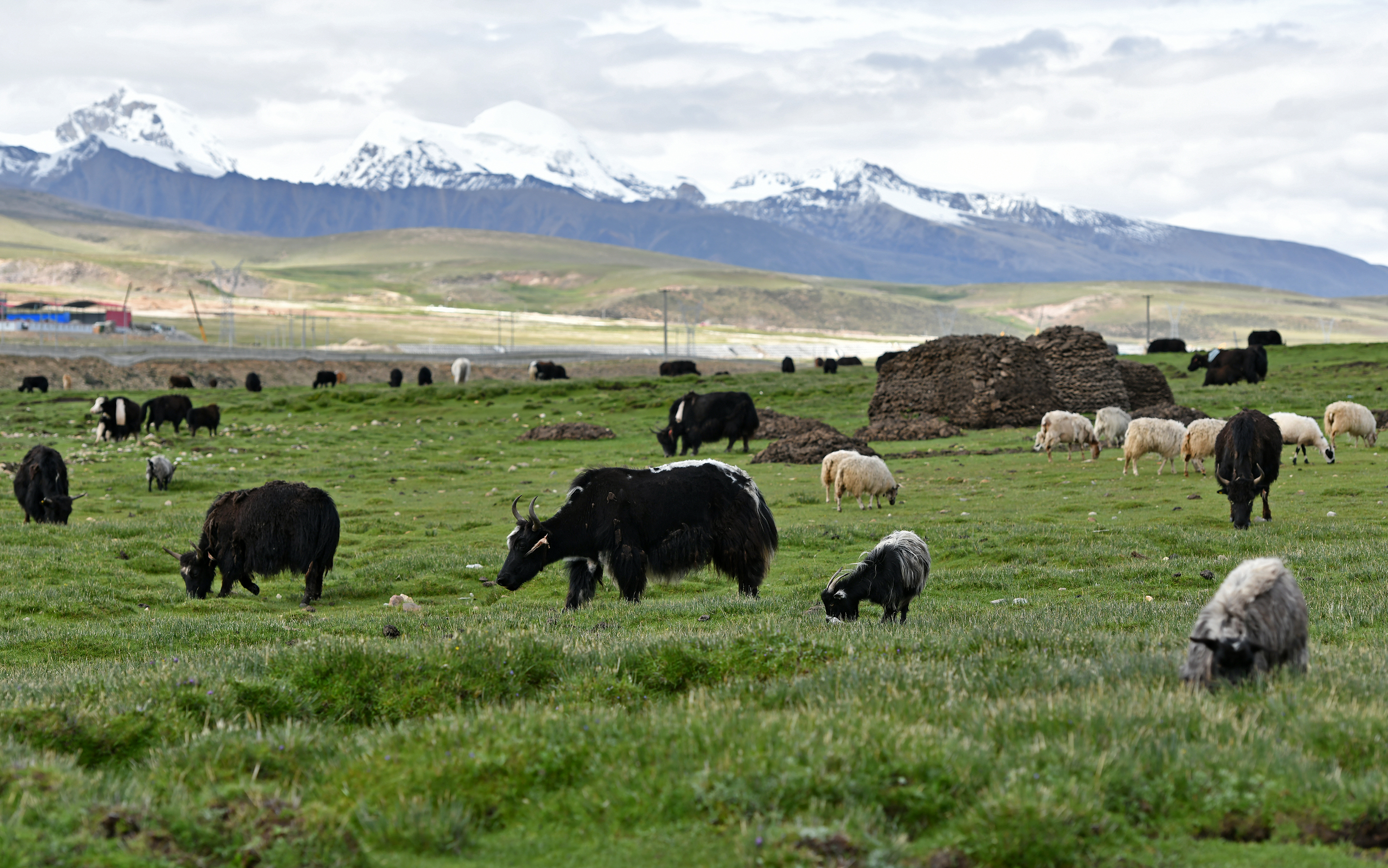 新华社记者 李鑫 摄这是西藏当雄县草原上成群的牛羊(8月9日摄)
