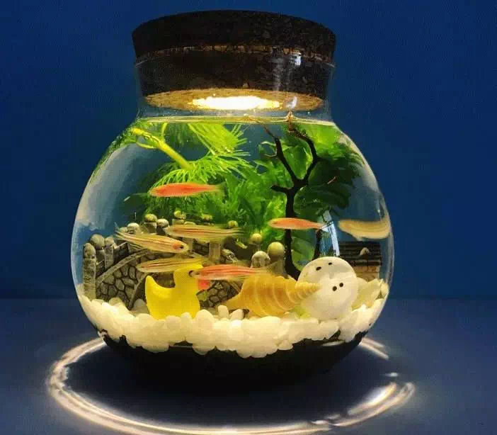 恒大珺睿府丨创意水族鱼微景观把深海美景带回家