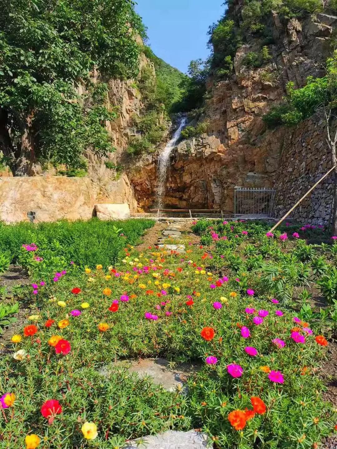门头沟的山里藏着这处绝美风景8月开园山中花海等你一季