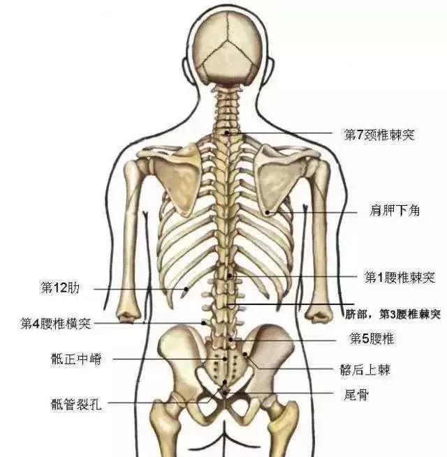 腰骨位置示意图图片