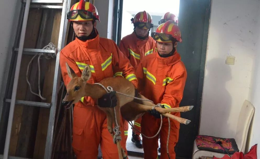 建昌县轿顶山动物园野生动物救助站与消防中队取得联系并进行了交接据