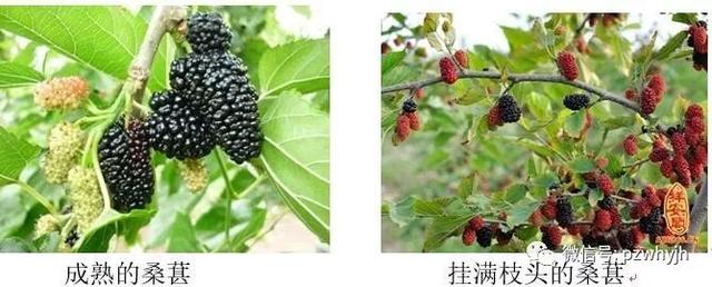 故园往事吃桑椹子作者许广洲