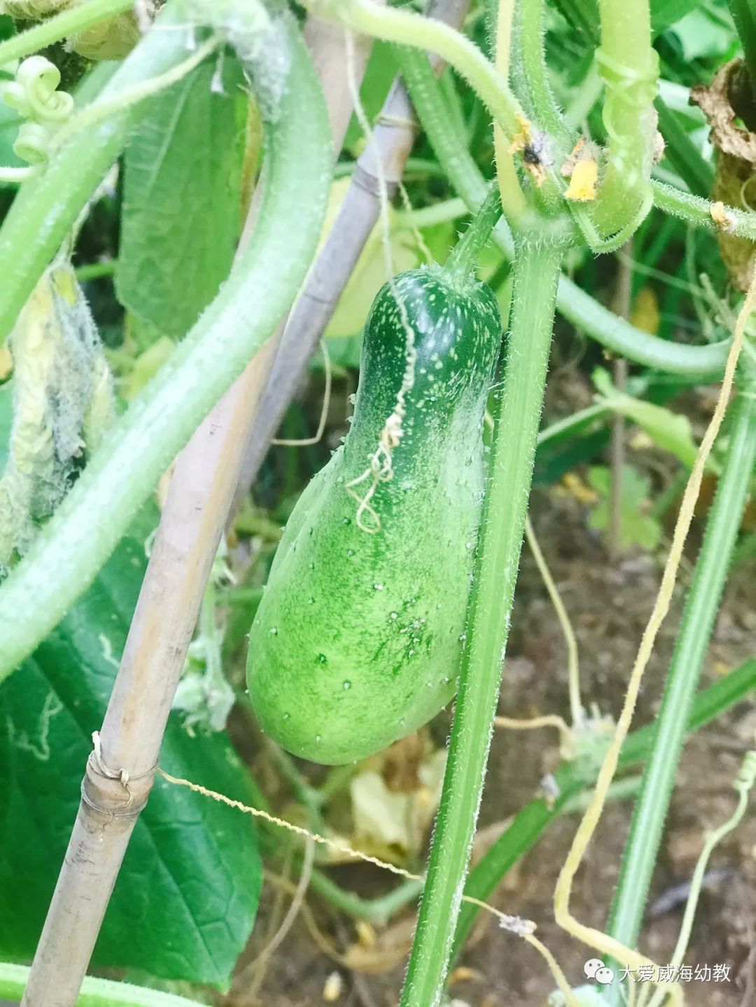 67快乐采摘胖黄瓜