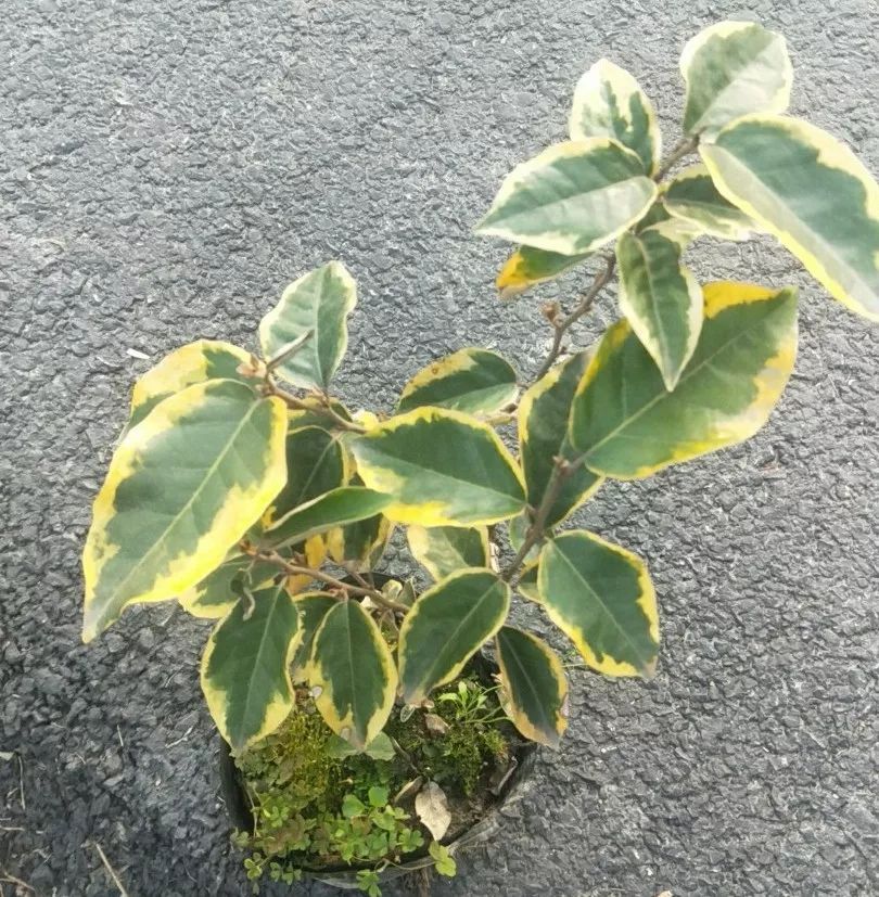 2019长兴花木大会新优品种展参选品种金边埃比胡颓子