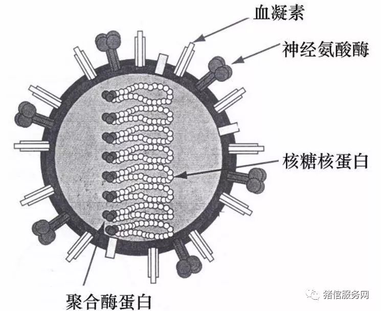 （建议收藏）猪流感及其防治措施_发病