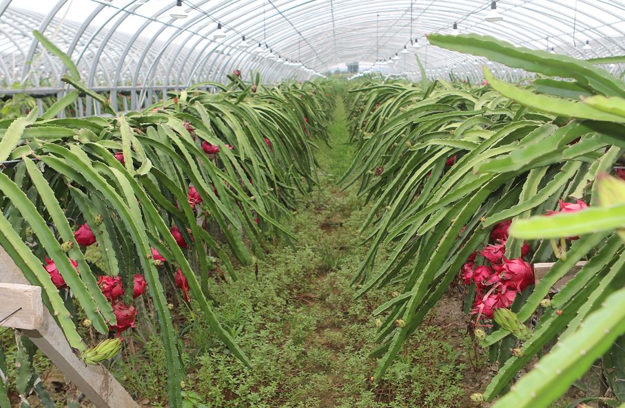 大棚内位于轵城镇的绮里火龙果采摘园济源网记者来到8月13日和煦的