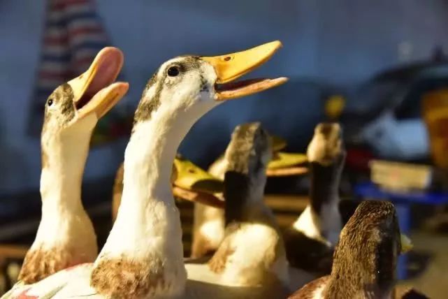 贵港人鬼节为啥要吃鸭鸭子身价飞涨你家今天吃鸭吗
