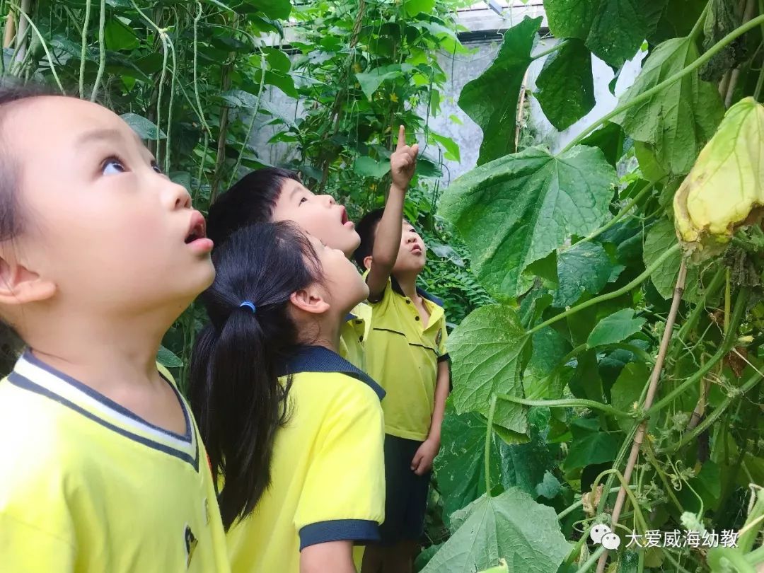 67快乐采摘胖黄瓜