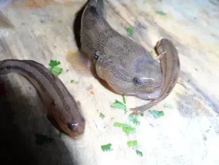 cephalus或双带缟虾虎鱼/tridentiger bifasciatus,体型略大于"蚝艮"