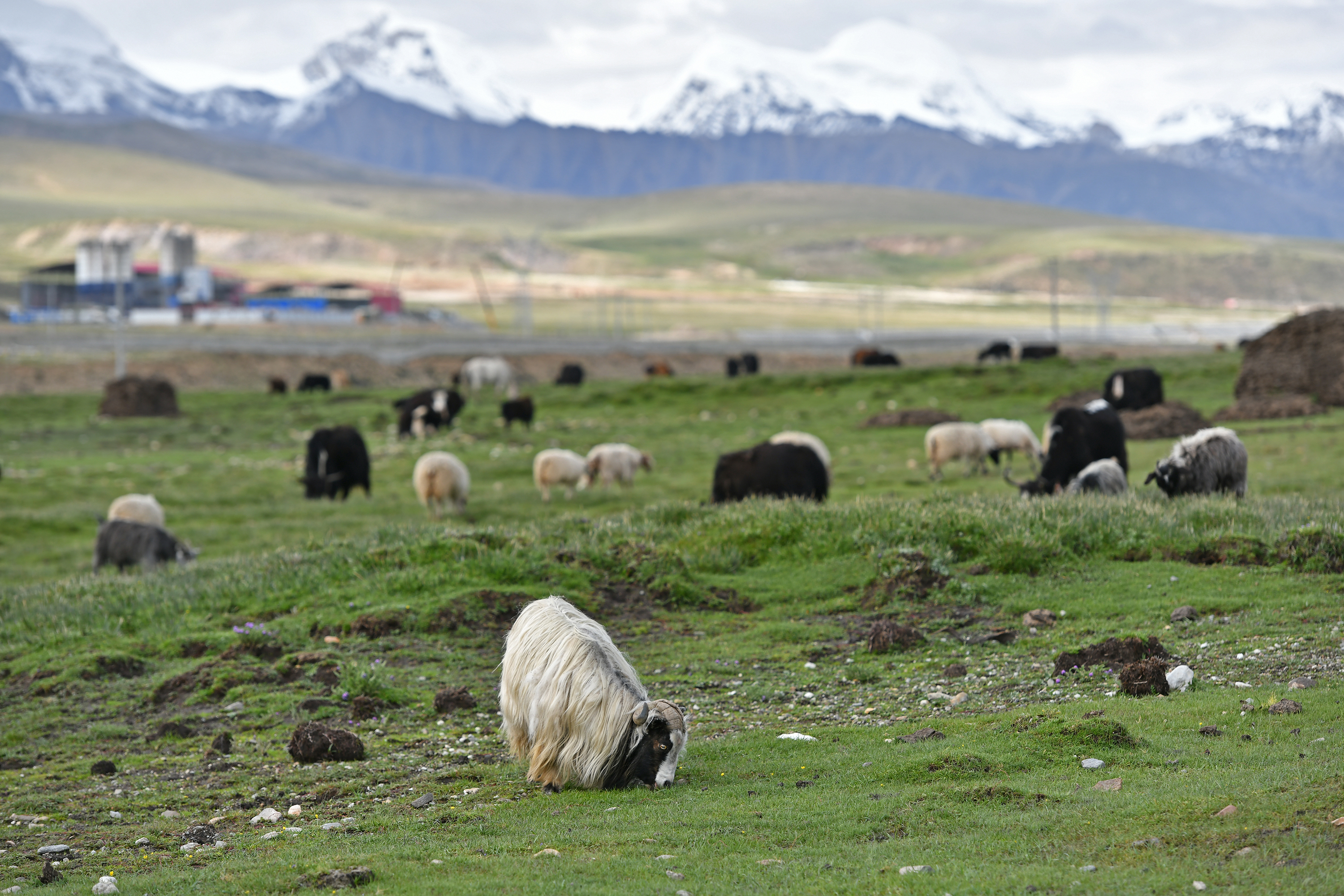 这是西藏当雄县草原上成群的牛羊(8月9日摄)新华社记者 李鑫 摄