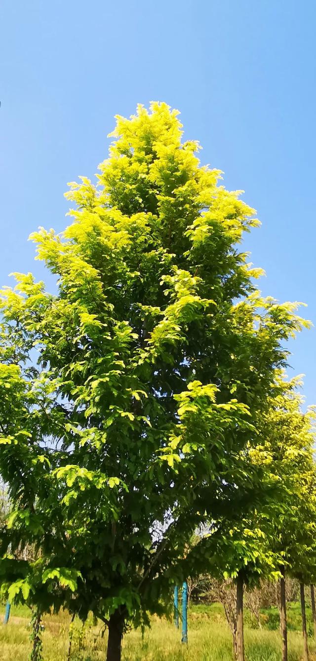 栽上这种行道树行走时一路黄金相伴