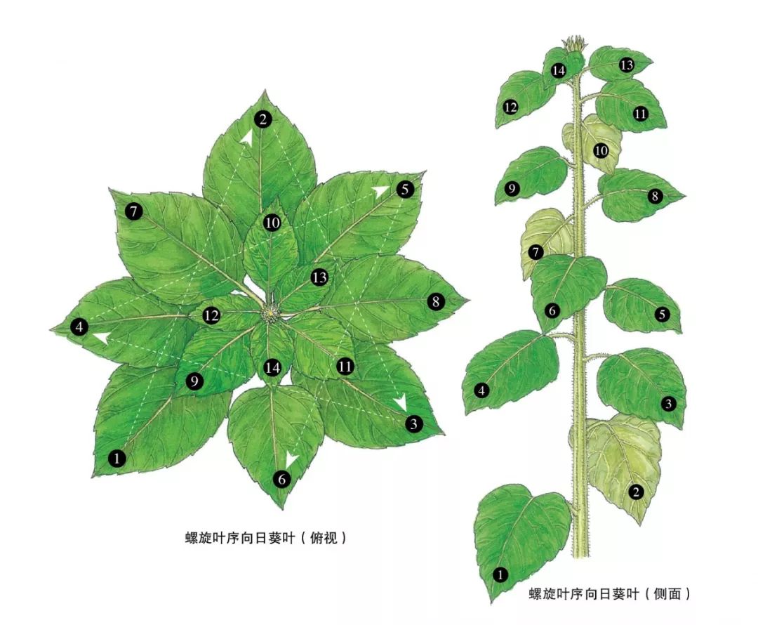 植物到底睡不睡觉?揭秘植物界那些不为人知的小秘密_叶序