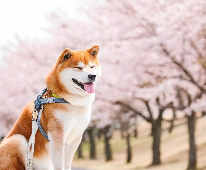 摄影师拍下的一组柴犬照片,这笑容好治愈!