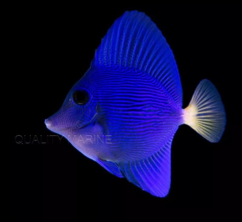 今后,买一条紫吊将不在是奢侈品,而且..._bali